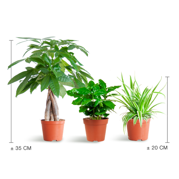 Diervriendelijke Plantenbox - klein - zonder sierpot - Ø12cm