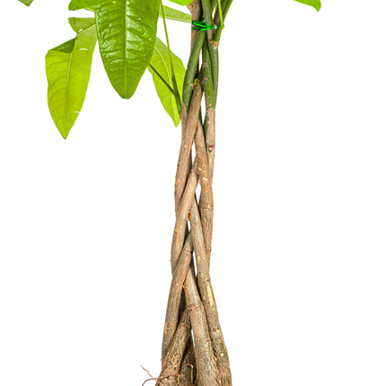 Pachira Aquatica - Money Tree - ↕100cm - Ø21cm