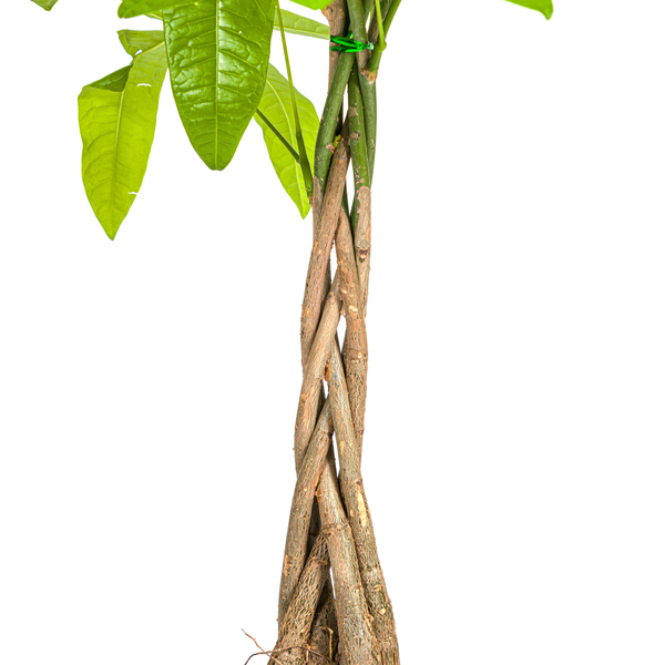 Pachira Aquatica - Geldboom - ↕100cm - Ø21cm