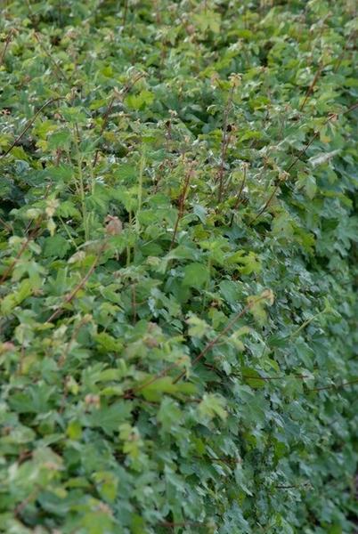 Acer Campestre - Veldesdoorn - blote wortel - ↕40-60cm - 25x