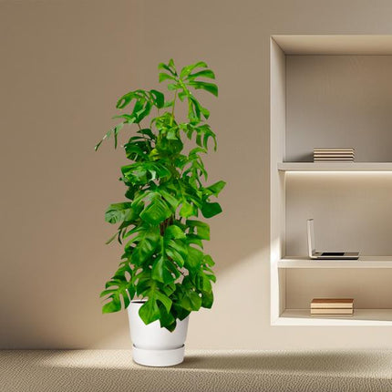 Monstera Deliciosa XXL - Hulplante - ↕180cm - Ø27cm