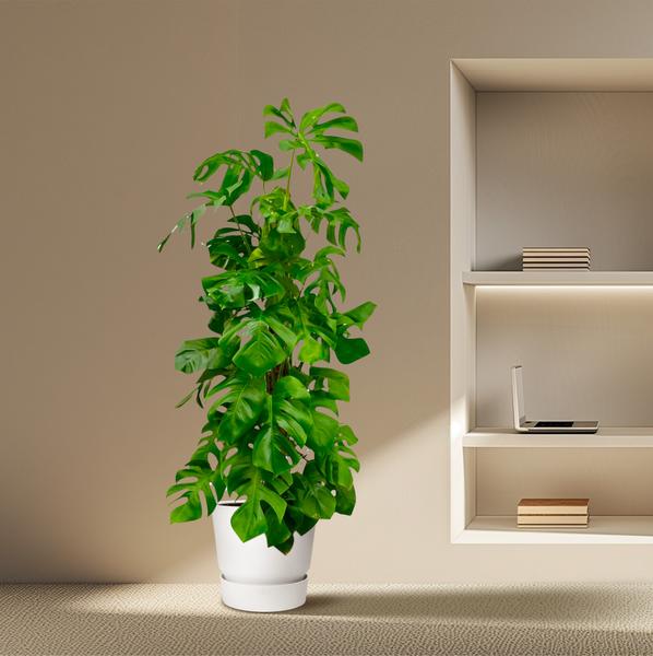 Monstera Deliciosa XXL - Planta de hoyo - ↕180cm - Ø27cm