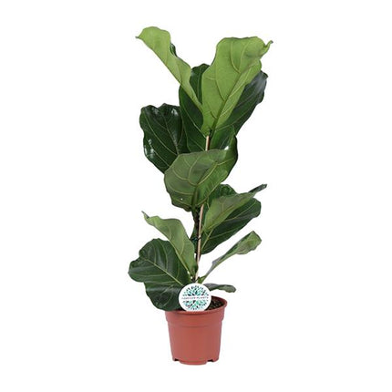 Ficus Lyrata - ↕60cm - Ø17cm