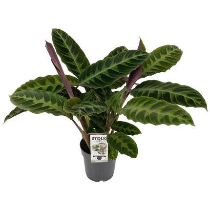 Calathea Warscewiczii - ↕50cm - Ø14cm