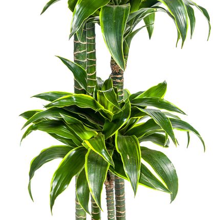 Dracaena Deremensis Dorado - ↕180cm - Ø27cm