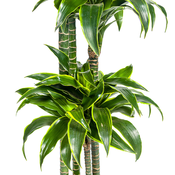 Dracaena Deremensis Dorado - ↕180cm - Ø27cm
