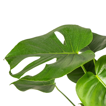 Monstera Deliciosa Tauerii - ↕80cm - Ø19cm - Hole plant