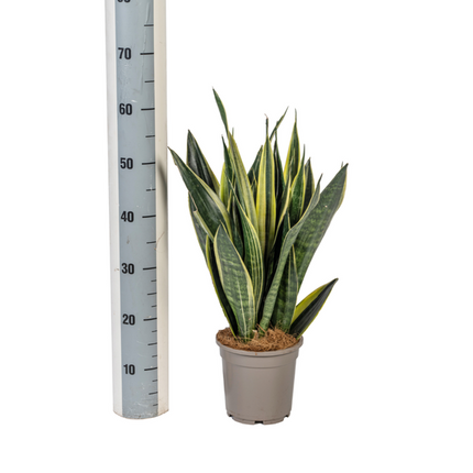 Sansevieria Trifasciata 'Canary' – Schwiegermutterzunge' – ↕50–55 cm – Ø17 cm