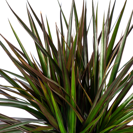 Dracaena Marginata Magenta - ↕140cm - Ø24cm - Drachenpflanze