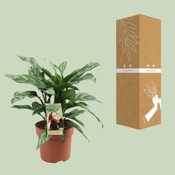 Aglaonema Maria - ↕40cm - Ø17cm