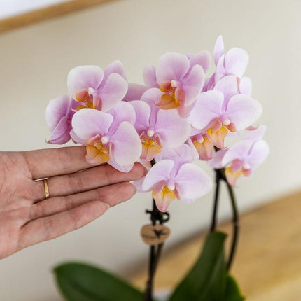 Coffret de plantes « Dégradé rose » pour la Saint-Valentin : orchidée Phalaenopsis rose Andorra et succulente, avec pots décoratifs en céramique.