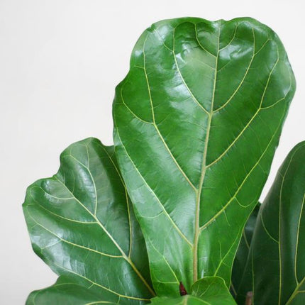 Ficus Lyrata met Viber pot wit - ↕80cm - Ø21cm