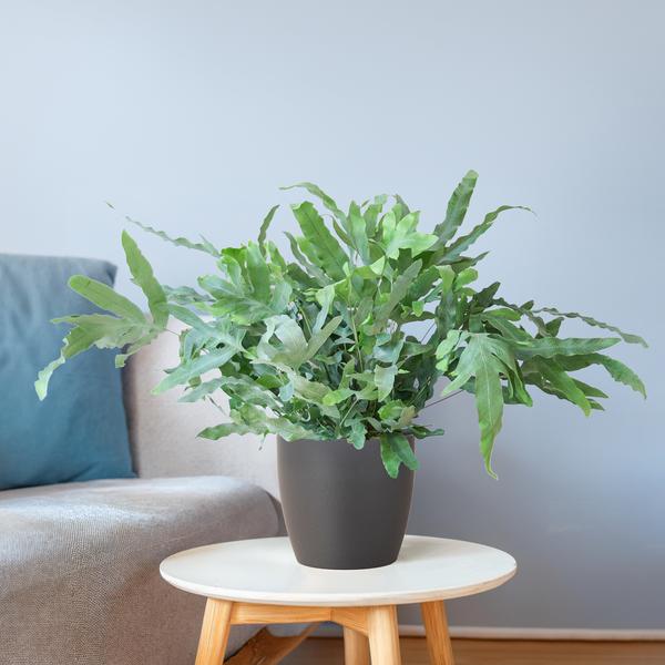 Phlebodium Aureum 'Blue Star' - Blauwvaren - met Viber grijs - ↕40cm - Ø17cm
