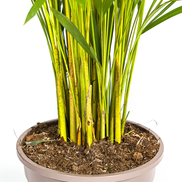 Areca Palm (Dypsis Lutescens) - Goudpalm - ↕140cm - Ø24cm