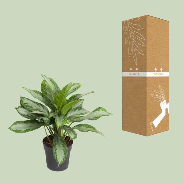 Aglaonema Cutlass - ↕60cm - Ø19cm