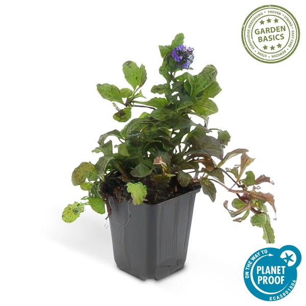 Ajuga Reptans - ↕10-25cm - Ø9cm - Kruipend Zenegroen - Bodembedekker - 12x