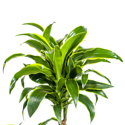 Dracaena Deremensis Dorado - ↕110cm - Ø21cm