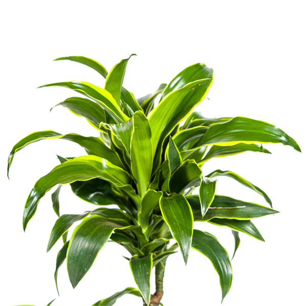 Dracaena Deremensis Dorado - ↕110cm - Ø21cm