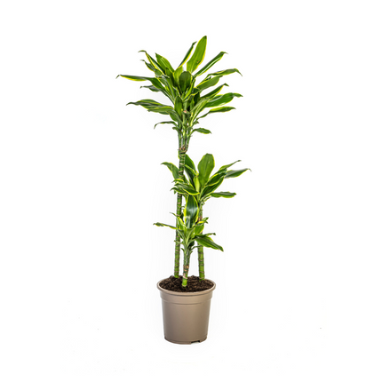 Dracaena Fragrans Golden Coast - Drachenbaum - ↕100cm - Ø21cm