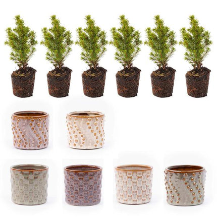 Mini Christmas tree set 6 - Including Madrid pot set - String lights with 20 LED lights
