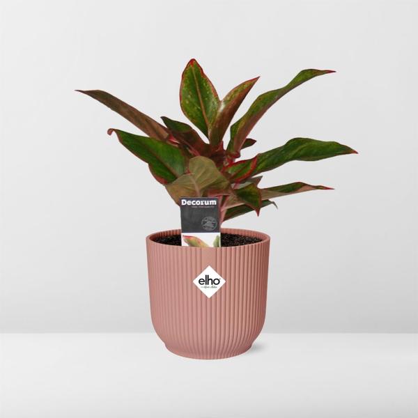 Aglaonema Crete - in roze elho Vibes Fold - ↕25cm - Ø14cm