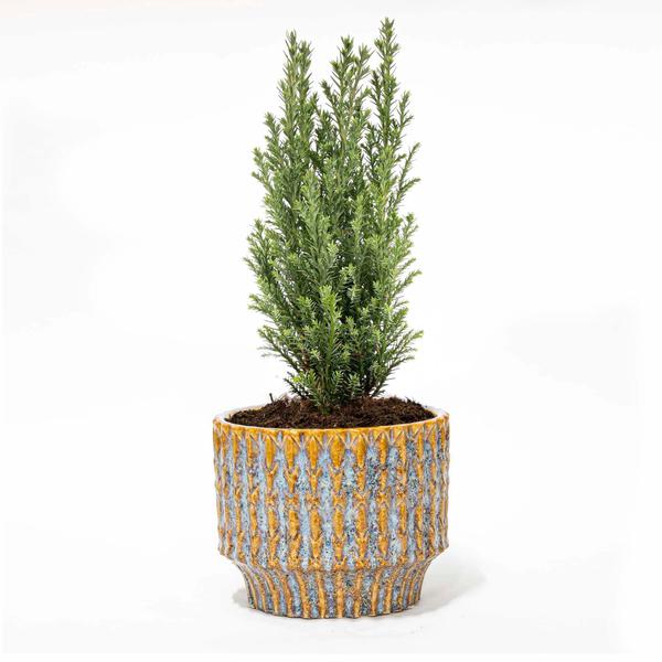Kerstboom 'Ellwoodii' + Pot Echo - ↕25-30cm