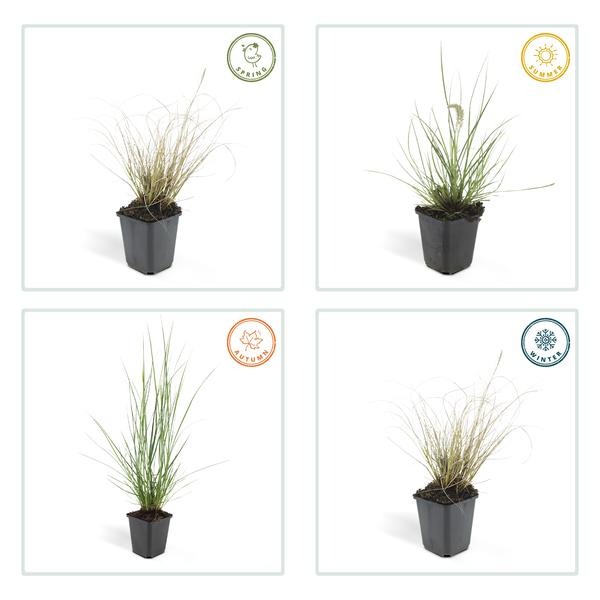 Pennisetum Alopecuroides 'Hameln' - Lampenpoetsersgras - ↕10-25cm - Ø9cm - Siergras - 20x