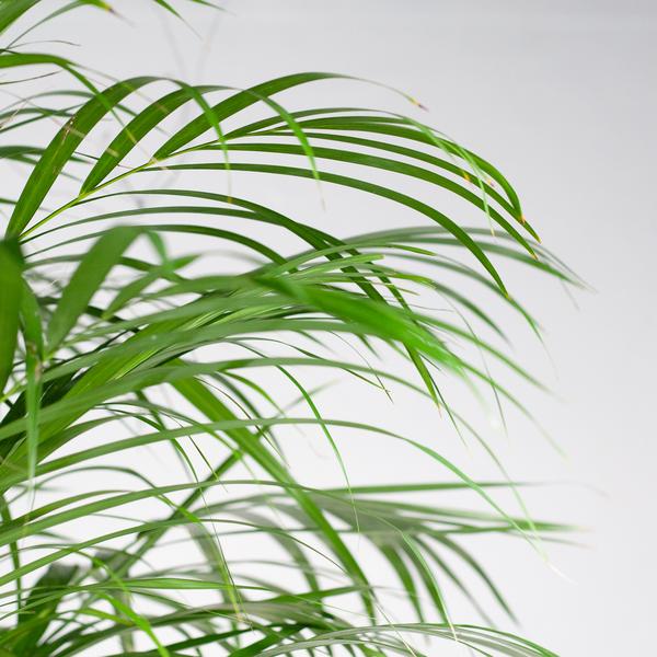 Areca Palm XL (Dypsis Lutescens) - Goudpalm - met mand Torun - ↕120cm - Ø24cm
