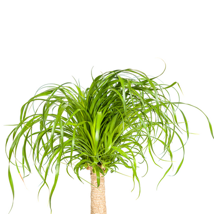 Beaucarnea Recurvata Stem - Elephant's Foot Plant - ↕70cm - Ø21cm