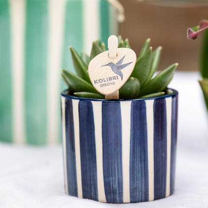 Kolibri Company | Mediterranes Sonnenuntergangs-Pflanzenset | Weiße Phalaenopsis-Orchidee Lausanne und Sukkulenten inkl. dekorativer Keramiktöpfe