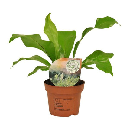 Asplenium Nidus - ↕35cm - Ø12cm - Helecho nido