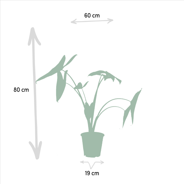 Monstera Deliciosa - ↕75cm - Ø21cm + Alocasia Zebrina - ↕75cm - Ø19cm + Strelitzia Nicolai - ↕85cm - Ø19cm + Musa Dwarf Cavendish - ↕85cm - Ø21cm
