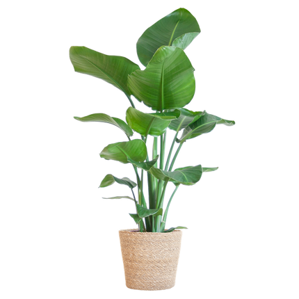 Strelitzia Nicolai con cesta Sofia natural - ↕80cm - Ø21cm