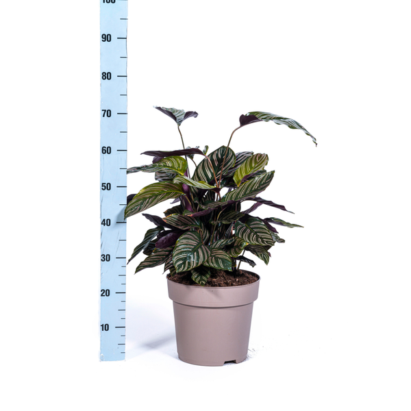 Calathea Ornata Sanderiana - ↕70cm - Ø27cm