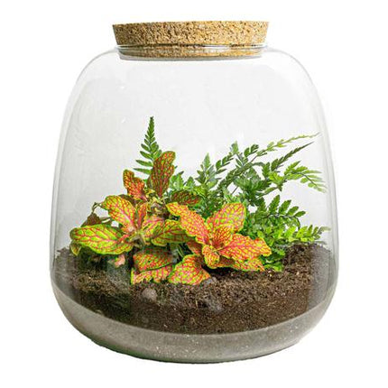 Terrarium pour plantes - Emma Mini - Kit à monter soi-même - ↑ 20 cm - Ø 19 cm - Fittona Ruby Lime