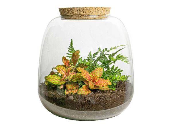 Terrario para plantas - Emma Mini - Kit de bricolaje - ↑ 20 cm - Ø 19 cm - Fittona Ruby Lime