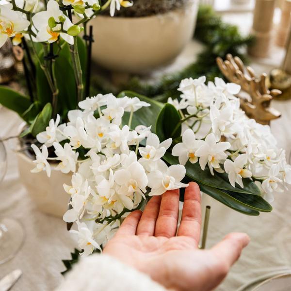 Witte orchidee 'Nazaré' + Pearl sierpot Travertine - Ø9cm - Bloeiende kamerplant