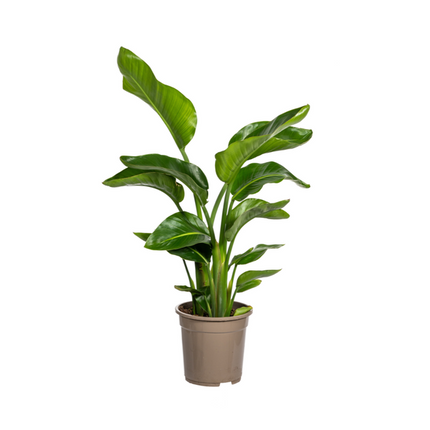 Strelitzia Nicolai - ↕90-110cm - Ø21cm
