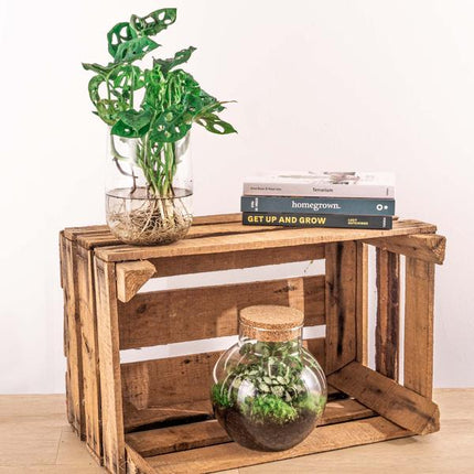 Monstera in vase DIY package - Hydroponics