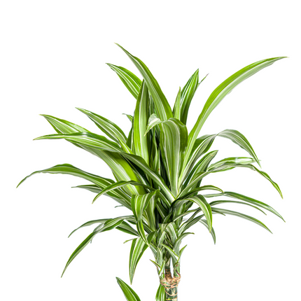 Dracaena Deremensis Raya Blanca - ↕100cm - Ø21cm