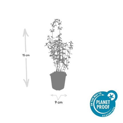 Nepeta 'Walker's Low' - Kattenkruid - ↕10-25cm - Ø9cm - Borderplant - 60x