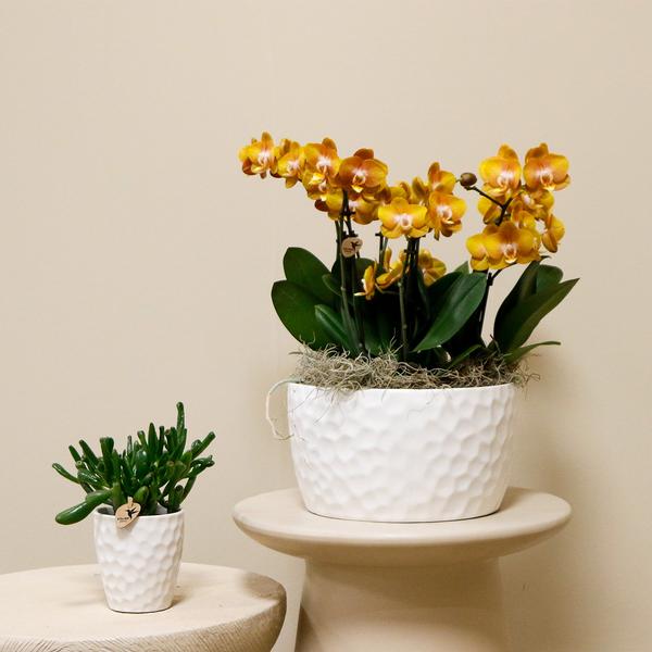 Oranje orchideeënset in Honey dish incl. waterreservoir - Drie oranje orchideeën Las Vegas 12cm | Mono Bouquet wit met zelfvoorzienend waterreservoir