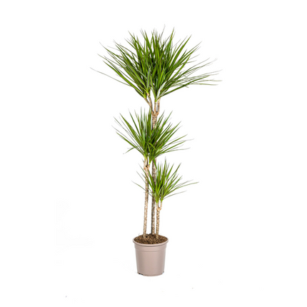 Dracaena Marginata Verde - ↕140cm - Ø24cm - Planta dragón