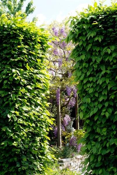 Carpinus Betulus - Haagbeuk - blote wortel - ↕40/60 - 25x