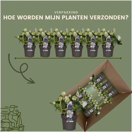 Helleborus niger 'Christmas Carol' – Christrose – ↕20 cm – Ø12 cm – 6 Stück