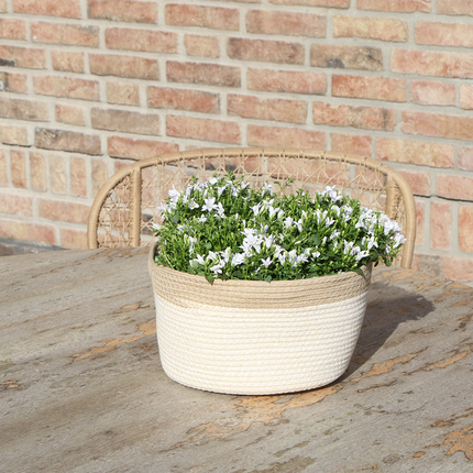 Campanula Addenda Ambella blanca - Maceta de algodón con campanilla y sistema de riego - 3 piezas - Campanilla blanca - Ø12cm - Interior y exterior