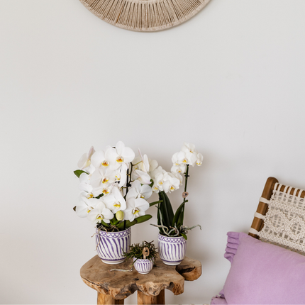 Kolibri Home | Granada - Liliowy - Ø6cm