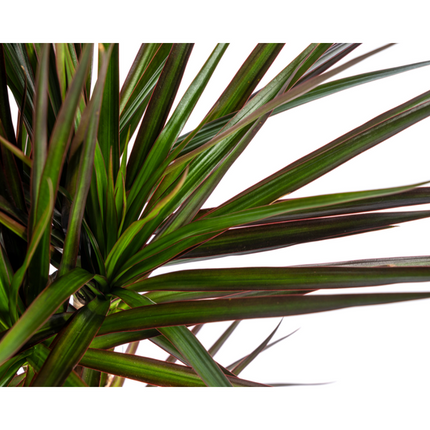Dracaena Marginata Magenta - ↕60cm - Ø17cm - Planta dragón