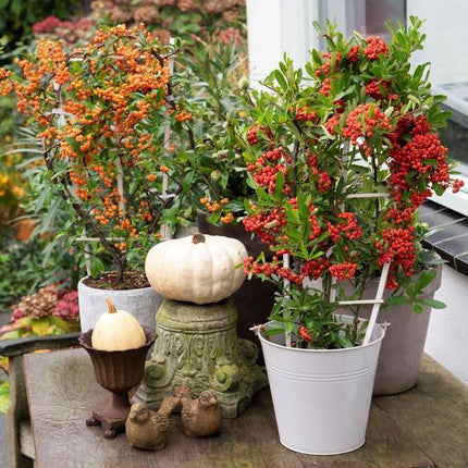 Pyracantha Coccinea Orange Stjerne - Ildtorn - ↕60cm - Ø12cm - 2x