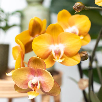 Orange phalaenopsis orkidé Las Vegas i cognacfarvet glaseret dekorativ potte - Ø12cm